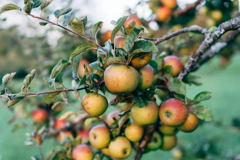 The Wild Apple Hunters: Tracking Down the Ghost Orchards That Depression-Era Appalachia Left Behind