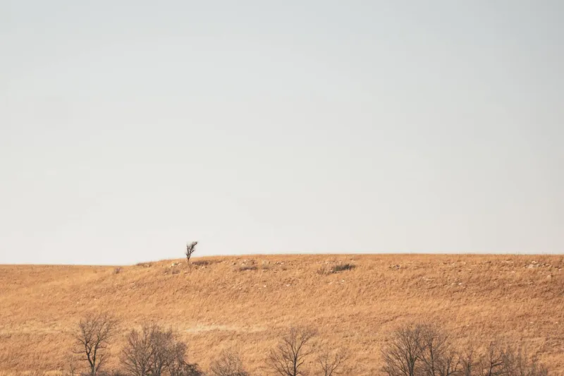 The Great Plains Tree Experiment: When America Tried to Hack the Weather With Forests