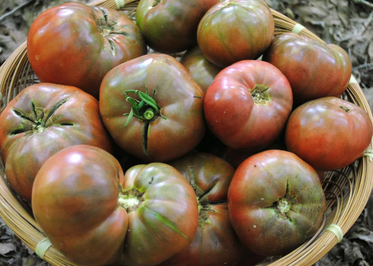 Cherokee Purple tomato